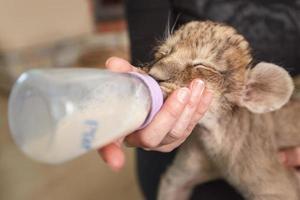 Lion cub feeding photo