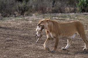 Lioness carrying Cub photo