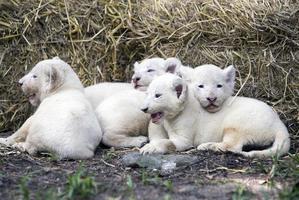 cachorros de león blanco foto