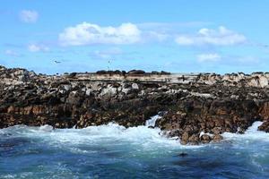 Seelöwen Kolonien in Süd Afrika photo