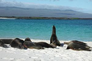 Sea Lions Relaxing on Beach photo