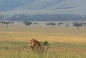 Lion in Masai Mara National Reserve, Kenya photo