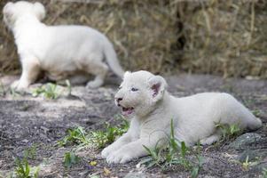 orgullo de cachorros de león blanco foto