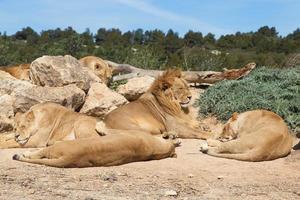 Manada de leones foto