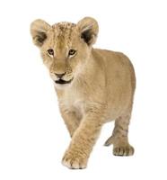Young lion cub prancing against white background photo