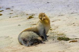 sea lion in san cristobal galapagos islands