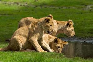 lion cubs photo