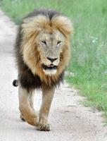 león de áfrica foto
