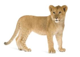Lion Cub (6 months) photo