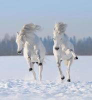 A pair of snow-white horses galloping in the snow