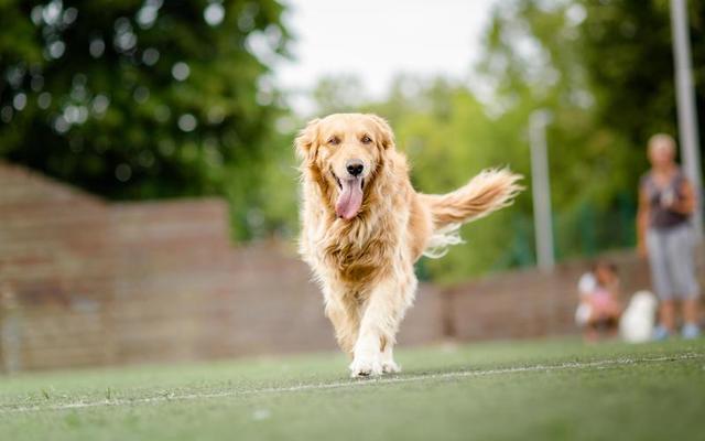 Golden Retriever Stock Photos, Images and Backgrounds for Free Download