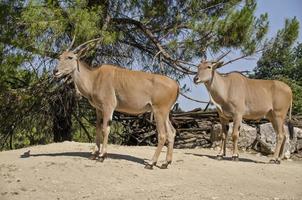 Antelope photo