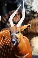Bongo Antelope Head