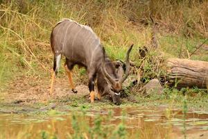 Nyala Bull drinking photo