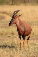 Topi antelope