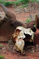 Antelope Skull photo