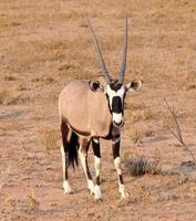 Gemsbok Antelope photo