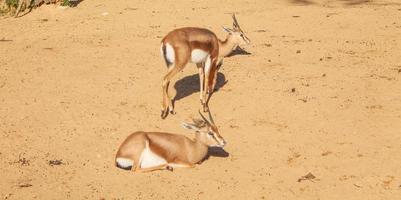 Gazelle mammal