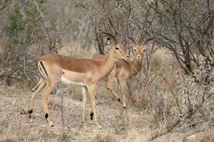 Impala, Aeplyceros melampus photo