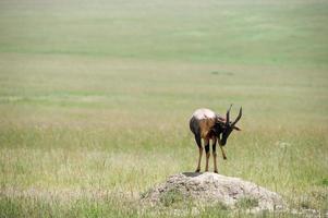 topi antelope photo