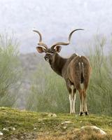 Greater Kudu On Hillside