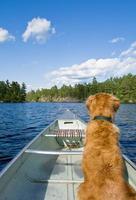 Dog and his canoe photo