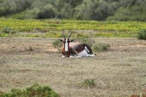 Bontebok en la reserva natural de aro