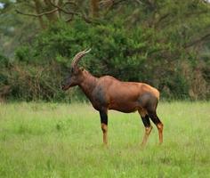 Common Tsessebe in Uganda photo