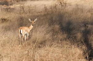 Indian gazelle photo