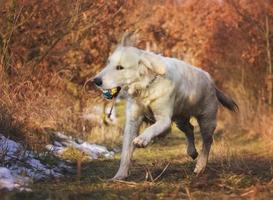 Golden retriever dog photo