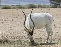 The curved horned antelope Addax