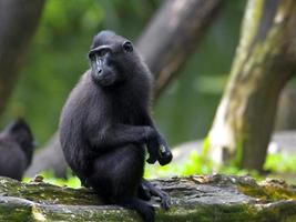 macaco negro con cresta foto