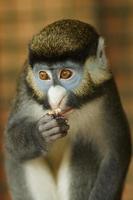 Frontal Portrait of Lesser Spot-Nosed Monkey photo