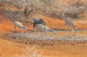 ñu azul y kudu foto