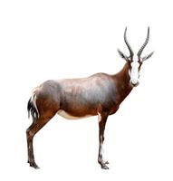 blesbok antelopes photo