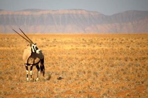 oryx cerca de sossusvlei, namibia foto