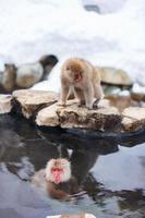 Snow Monkeys photo
