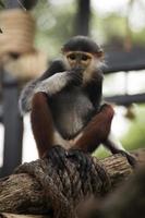 Red-shanked douc langur photo