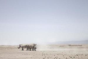 Northern White Rhino's in the heat photo
