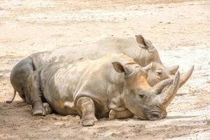 Retrato de rinoceronte blanco africano mientras se relaja foto