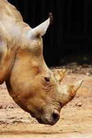 rinoceronte de sumatra (dicerorhinus sumatrensis) foto