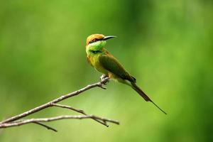 Green bee-eater photo