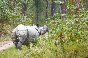 El rinoceronte macho vive en el parque nacional de Chitwan, Nepal foto
