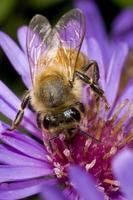 Honeybee on Purple Flower