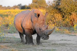 White rhinoceros photo