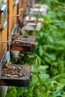 urticaria en un colmenar con abejas volando en las plataformas de aterrizaje