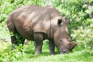 rinoceronte blanco foto