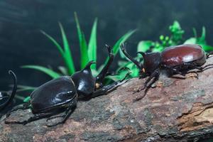 rhinoceros beetle photo