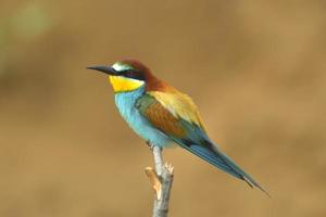 European bee-eater (Merops apiaster) alighted on a branch, close-up