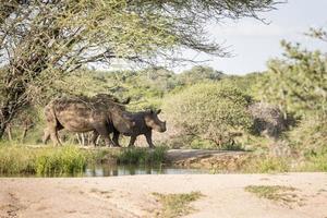 rinoceronte blanco en el parque kruger